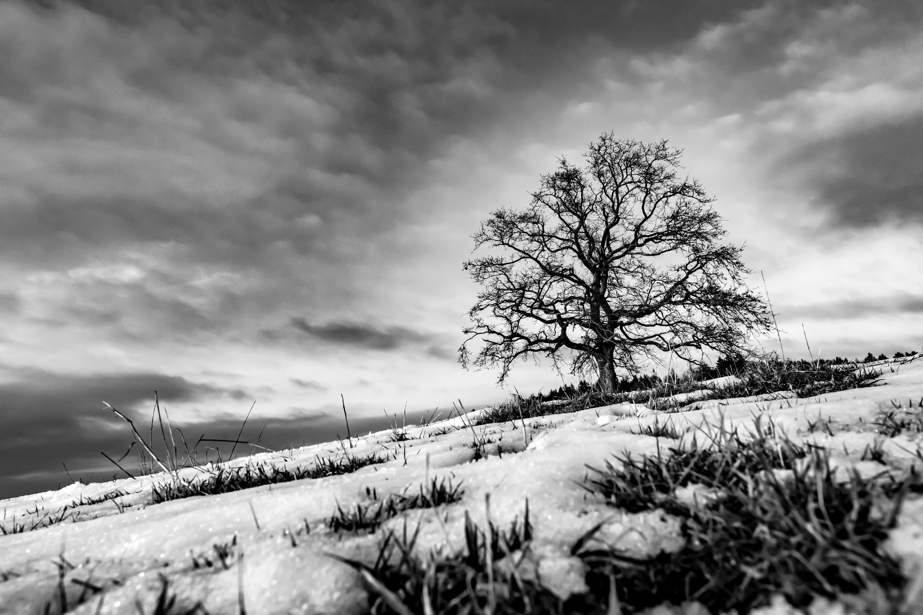 The Tree, Germany
