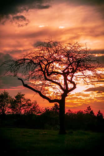 Tree in the village of Berdorf