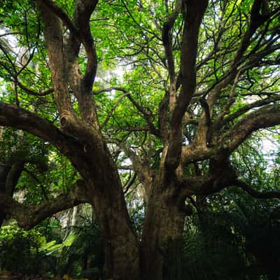 Twisted Tree at Whangarui Falls Hike, New Zealand
