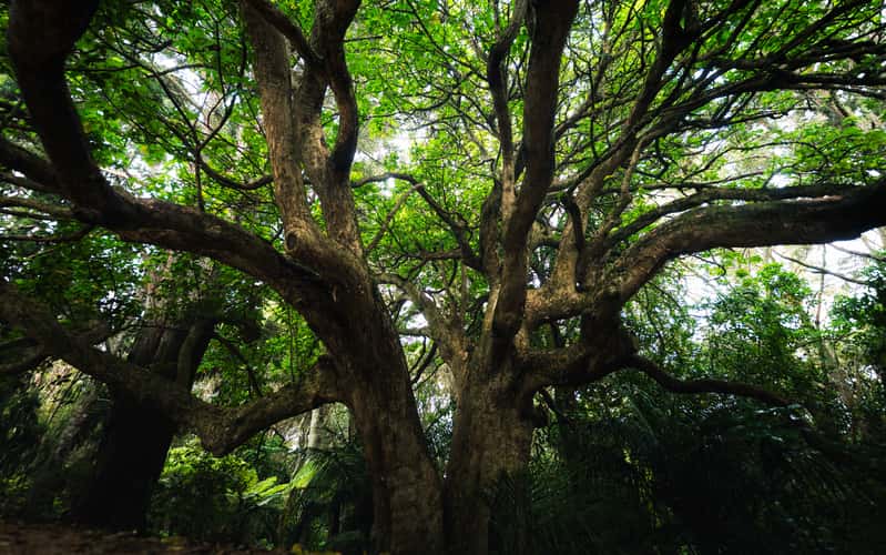 Twisted Tree at Whangarui Falls Hike