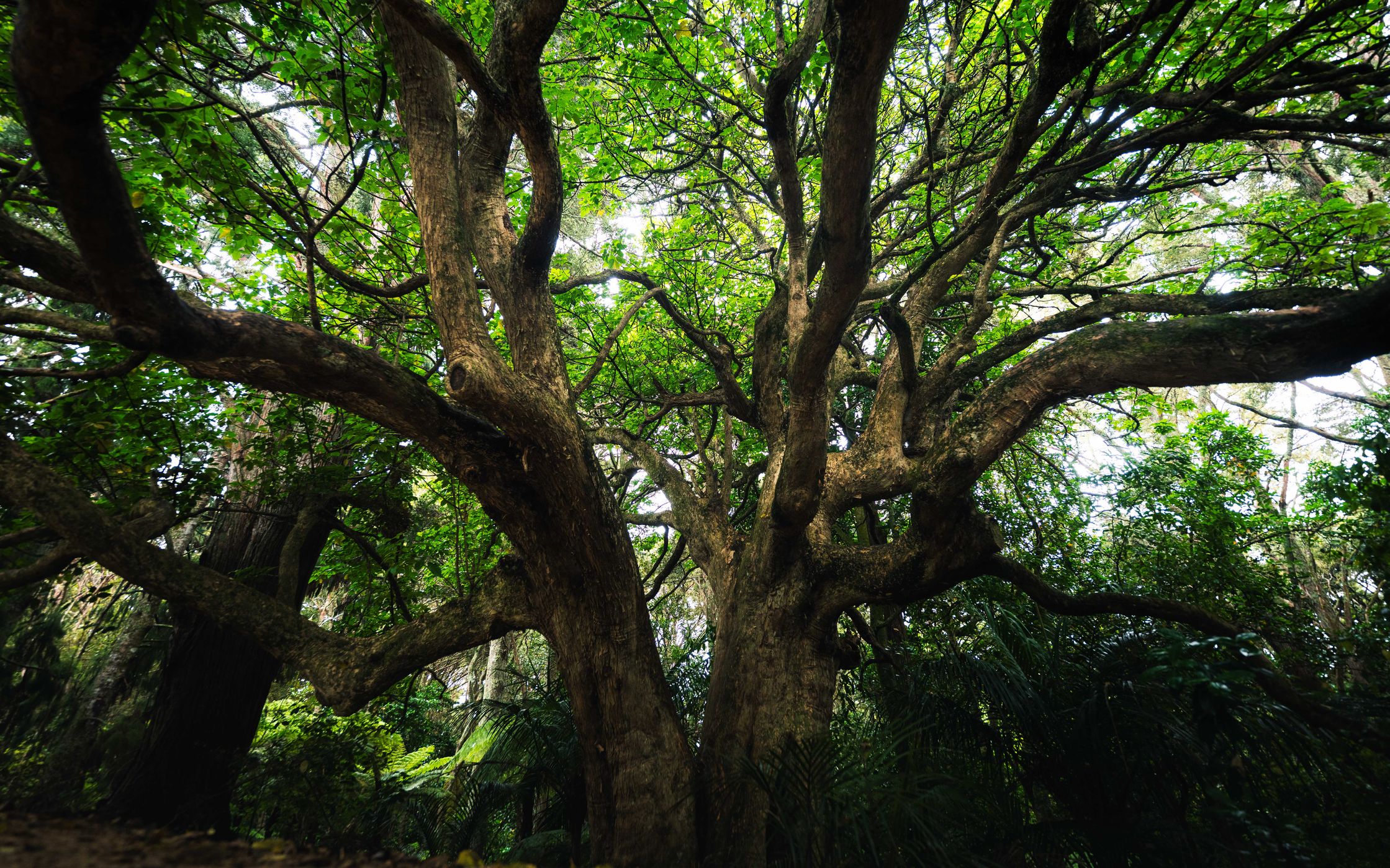 Twisted Tree at Whangarui Falls Hike, New Zealand