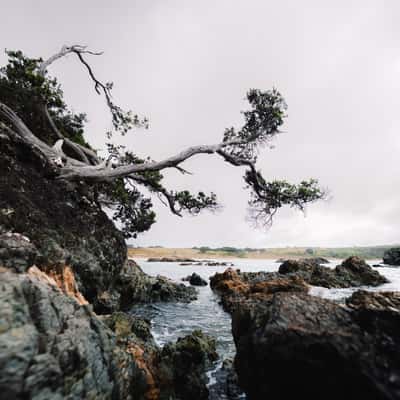 Waikato Bay Coastal Tree, New Zealand
