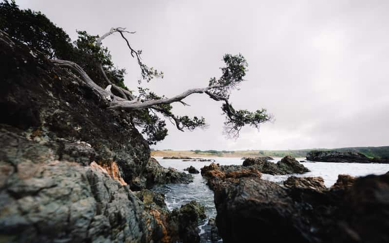 Waikato Bay Coastal Tree