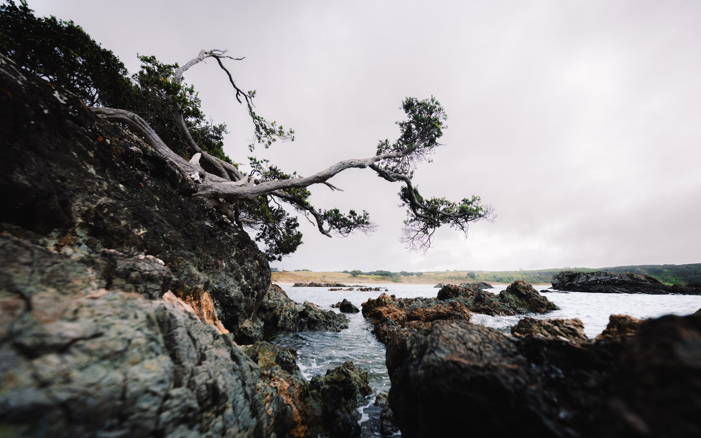 Waikato Bay Coastal Tree, New Zealand