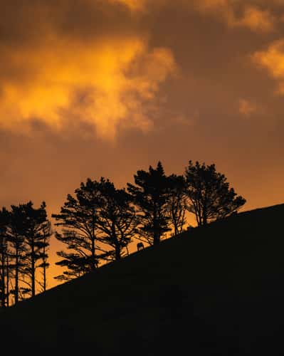 Waimate North Hills & Forest