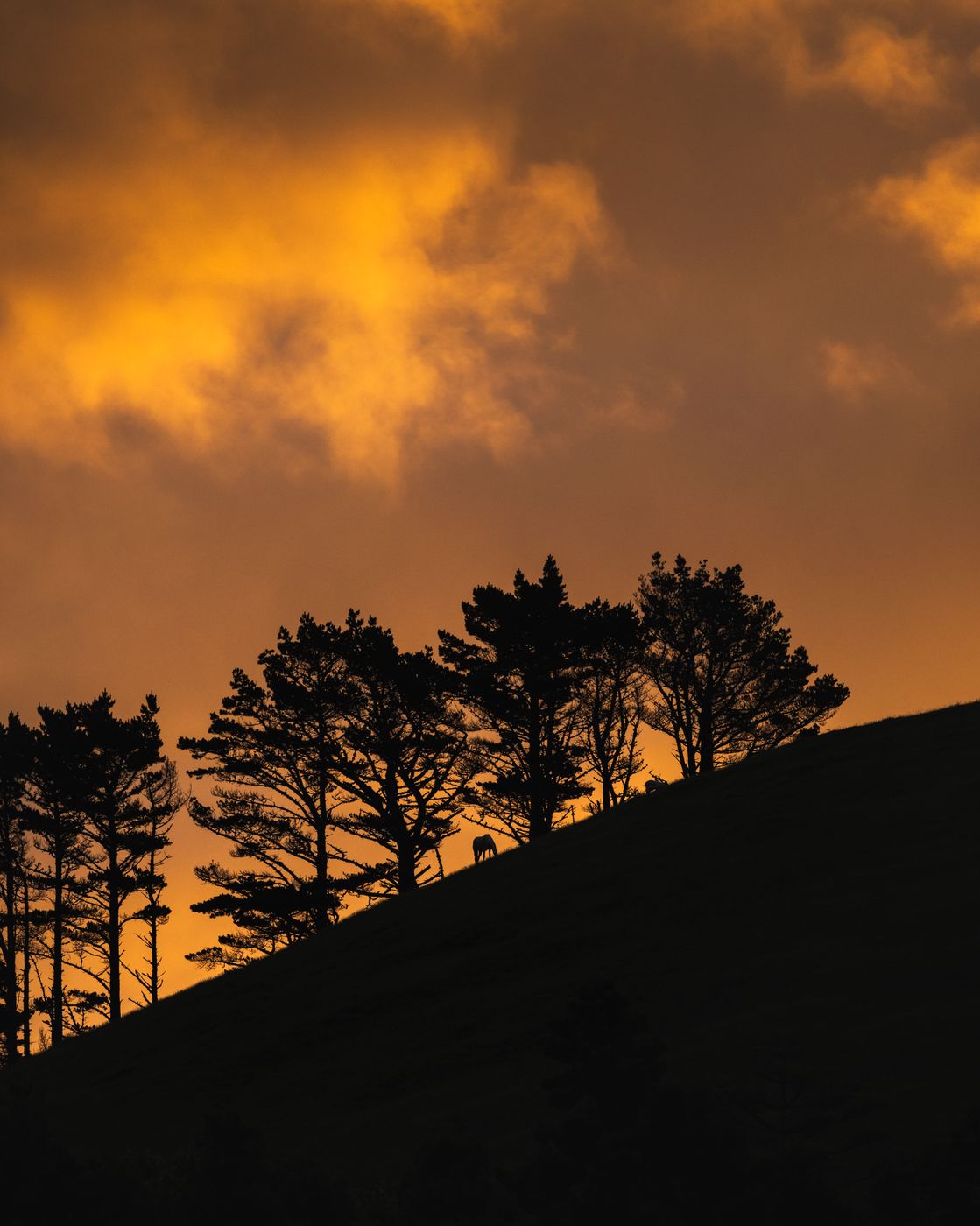 Waimate North Hills & Forest, New Zealand