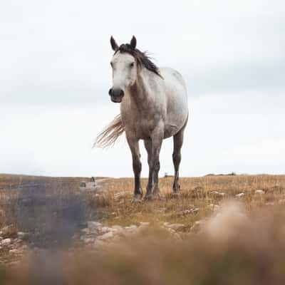 Wild horses of Livno, Bosnia and Herzegovina