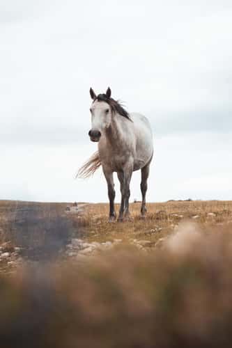Wild horses of Livno