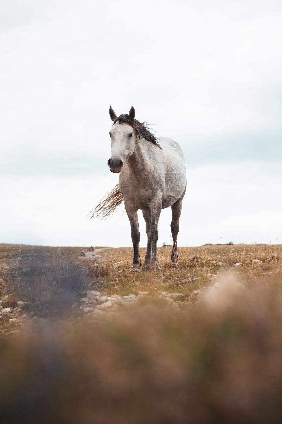 Wild horses of Livno, Bosnia and Herzegovina