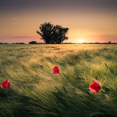 A group of trees in a field, Slovakia (Slovak Republic)