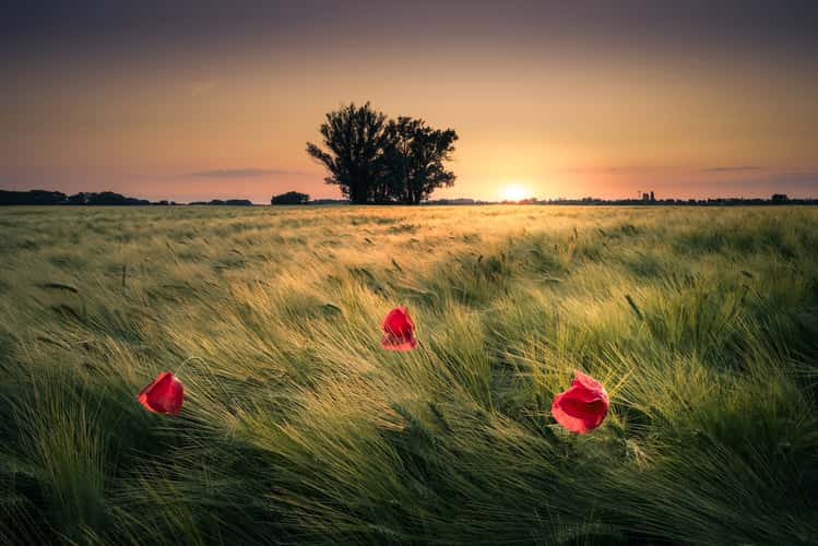 A group of trees in a field