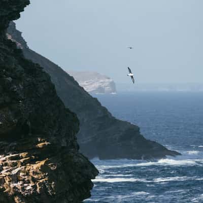 Black-browed albatross, West Point Island, Falkland, Falkland Islands (Malvinas)