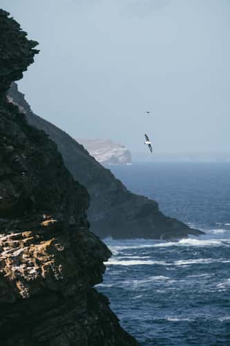 Black-browed albatross, West Point Island, Falkland