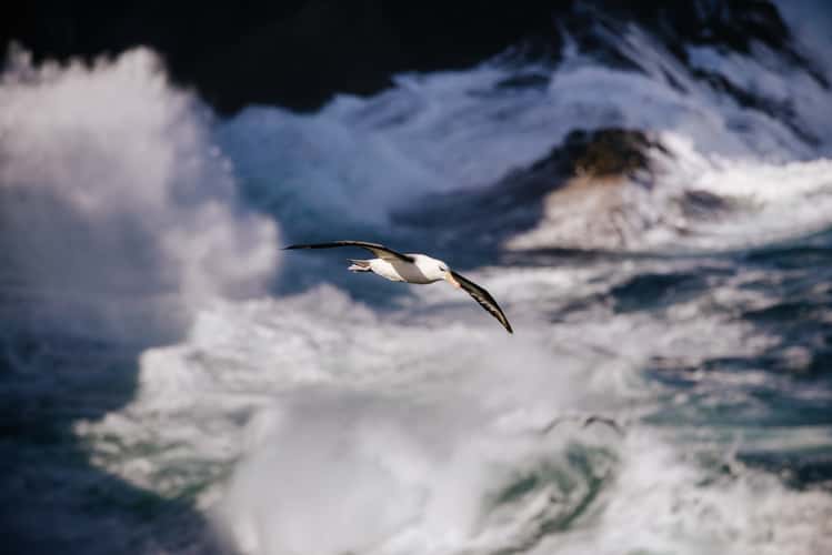 Black-browed albatross, West Point Island, Falkland