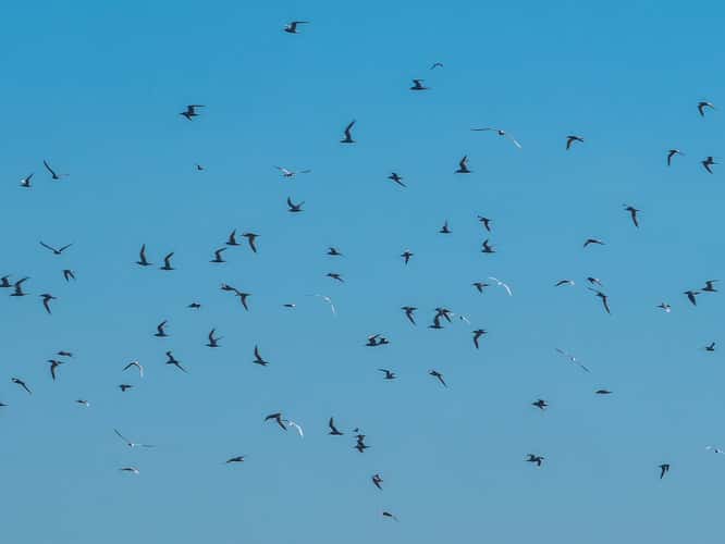 Bolsa Chica Ecological Reserve