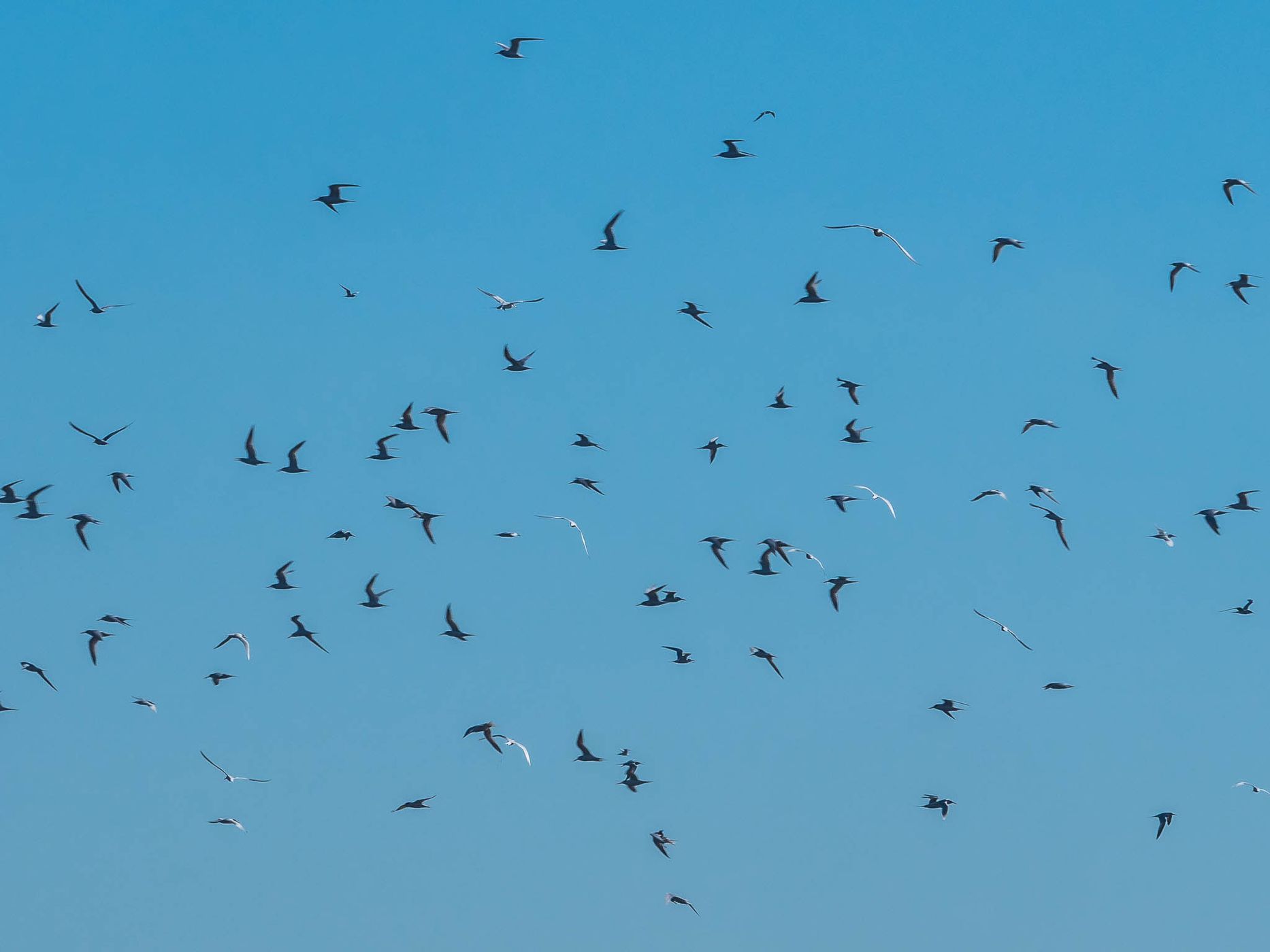 Bolsa Chica Ecological Reserve, USA