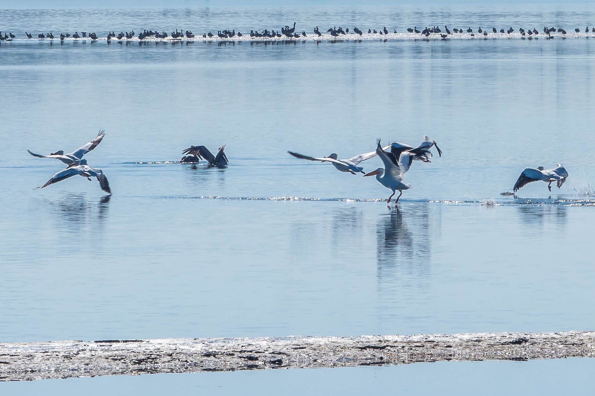 Bolsa Chica Ecological Reserve, USA