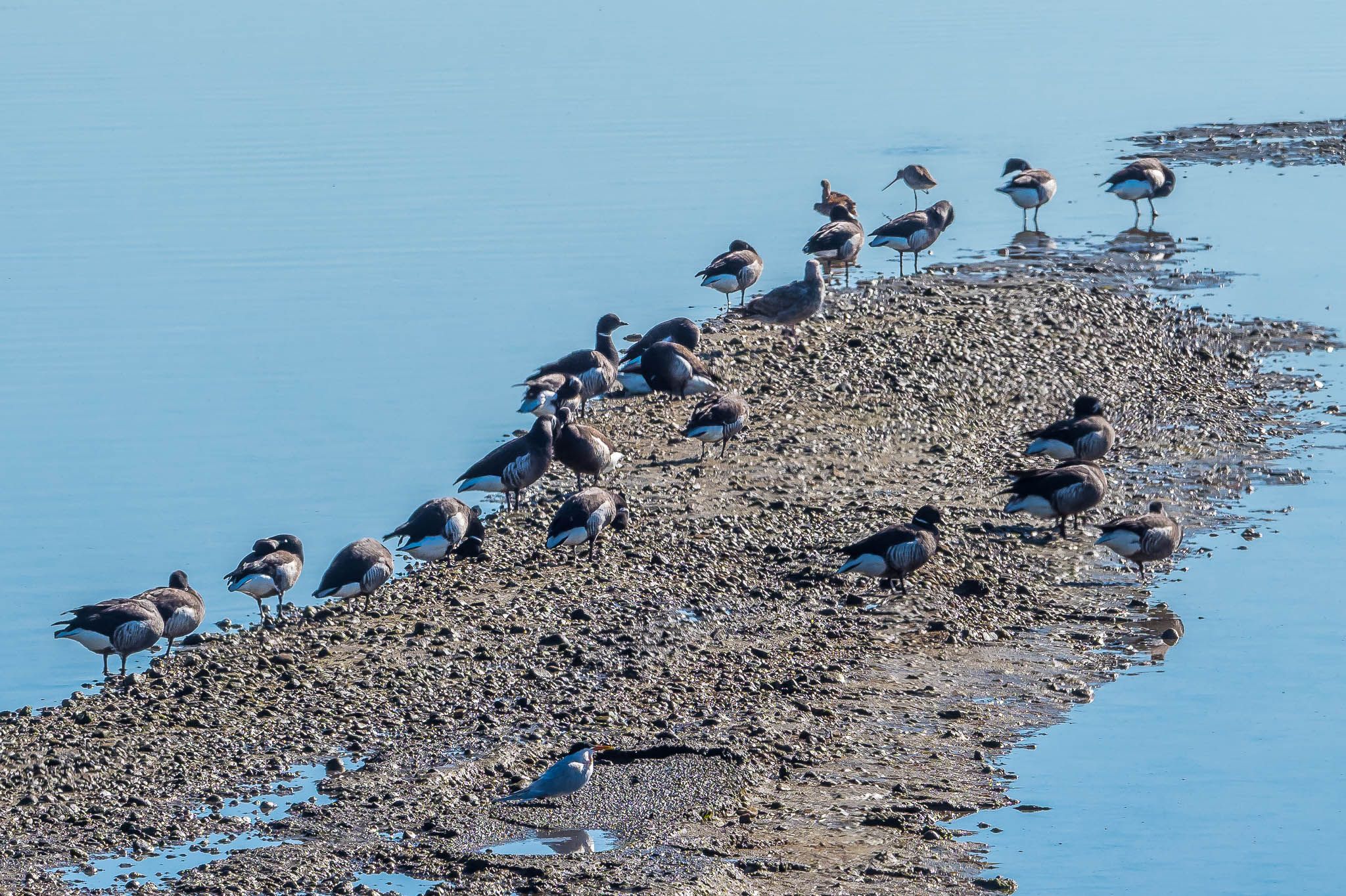 Bolsa Chica Ecological Reserve, USA