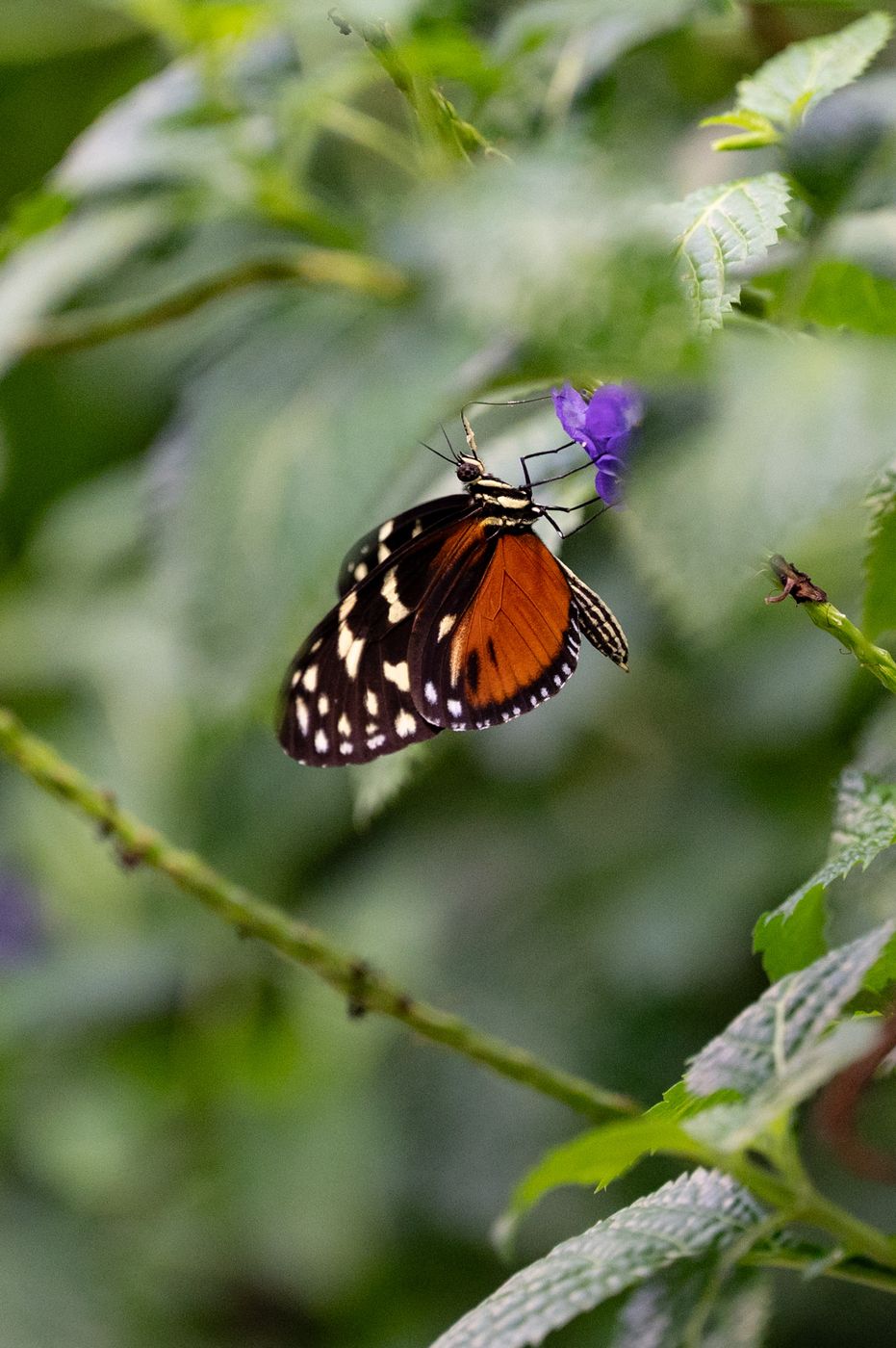 Butterfly House, Vienna, Austria