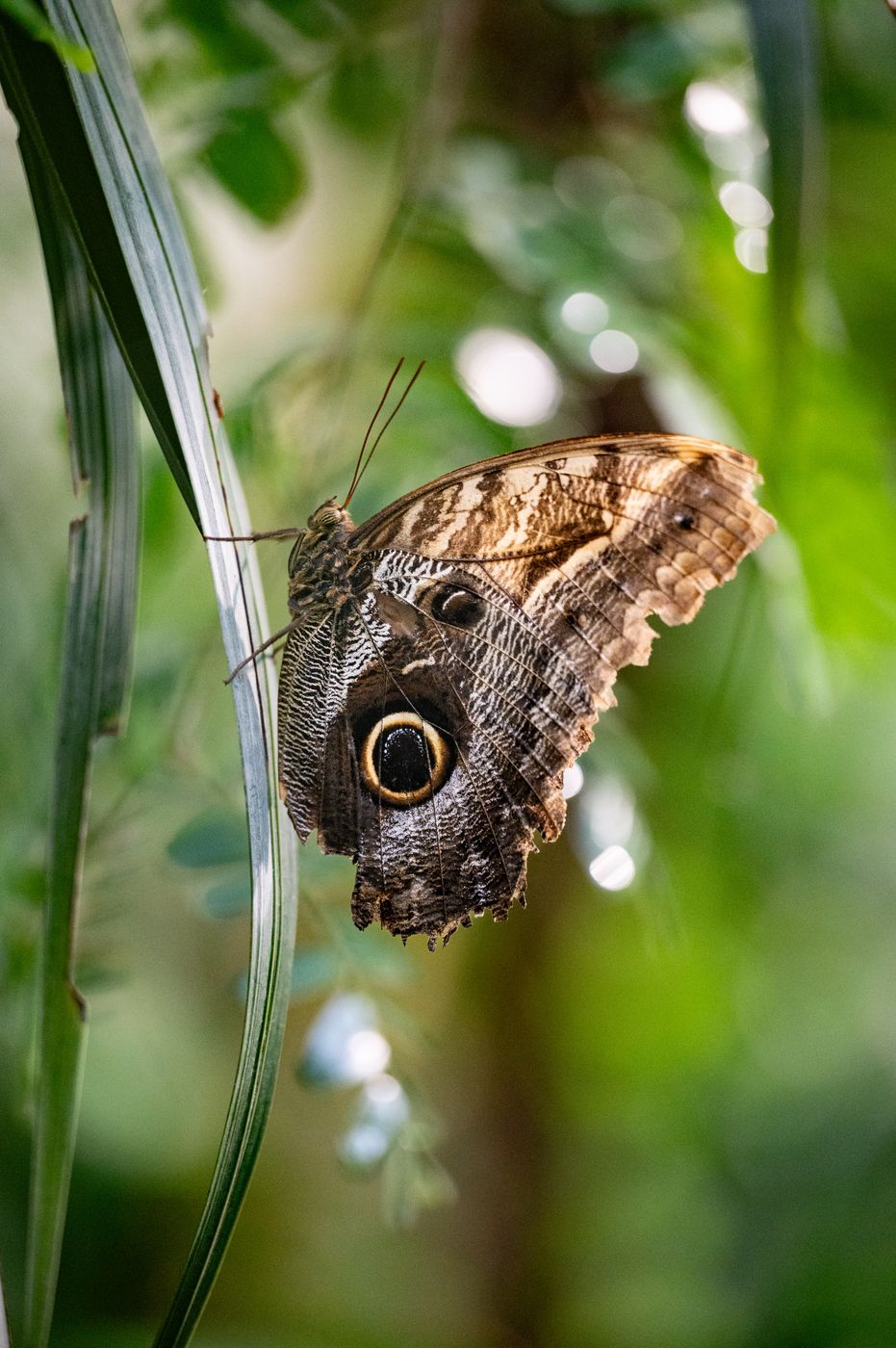 Butterfly House, Vienna, Austria