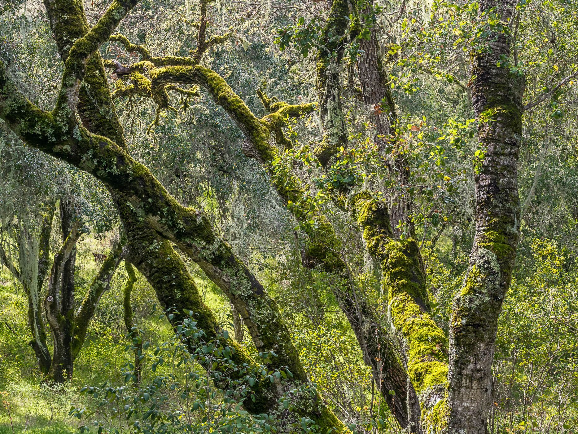 Carmel Valley Road, USA
