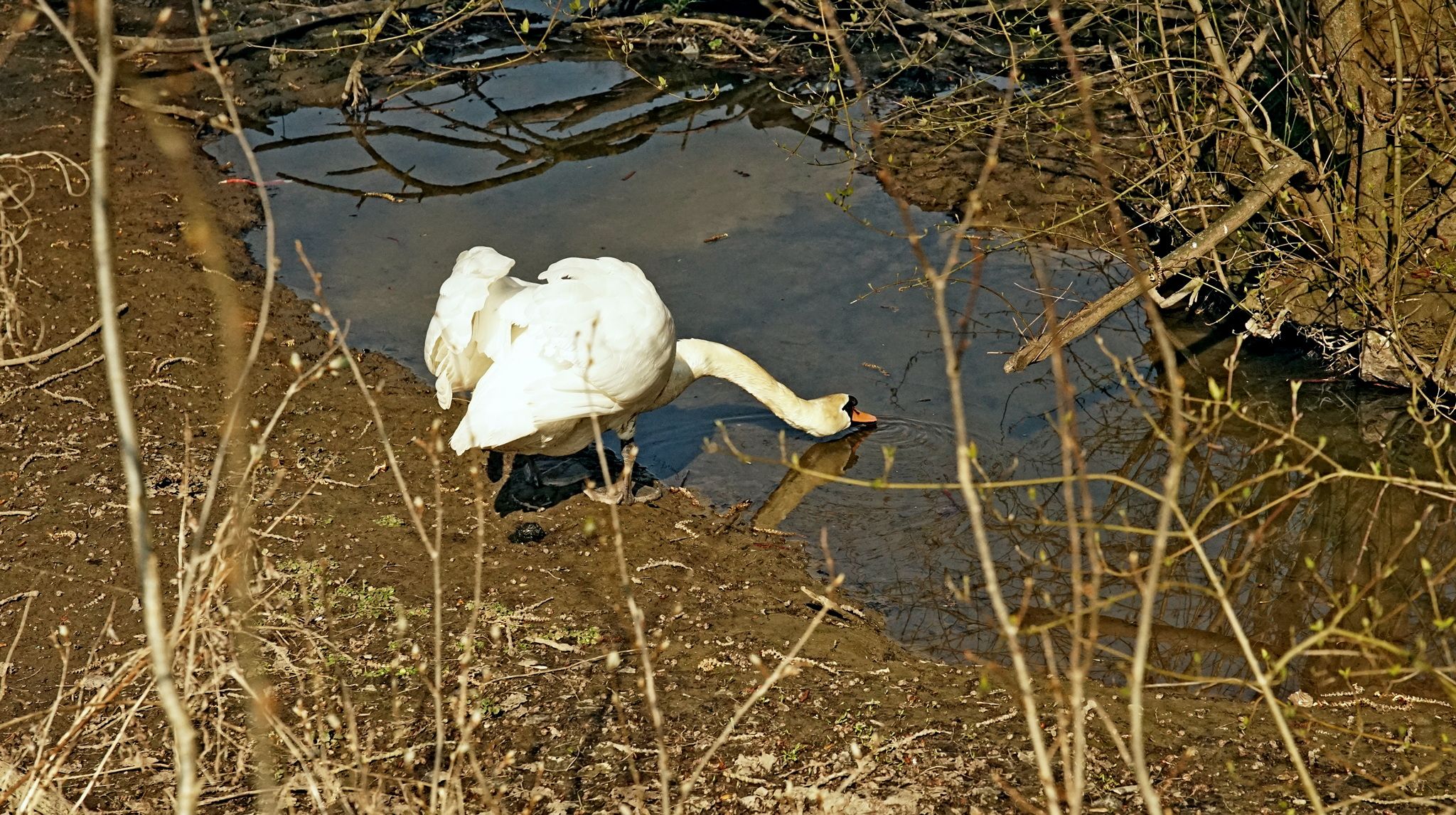 Carr in Wurm-Valley, Germany