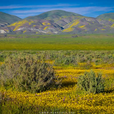 Carrizo Plain National Monument Wildflowers, USA
