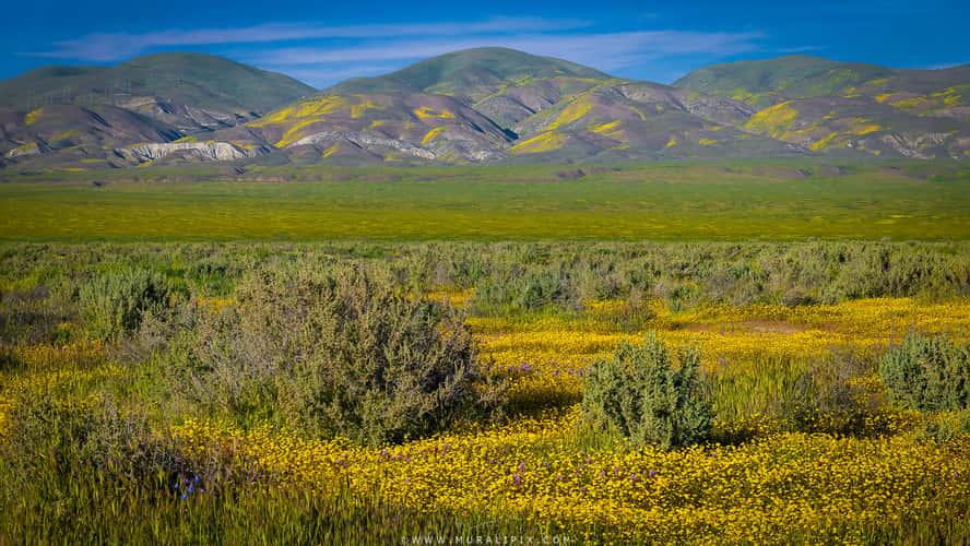 Carrizo Plain National Monument Wildflowers