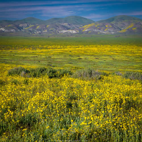 Carrizo Plain National Monument Wildflowers