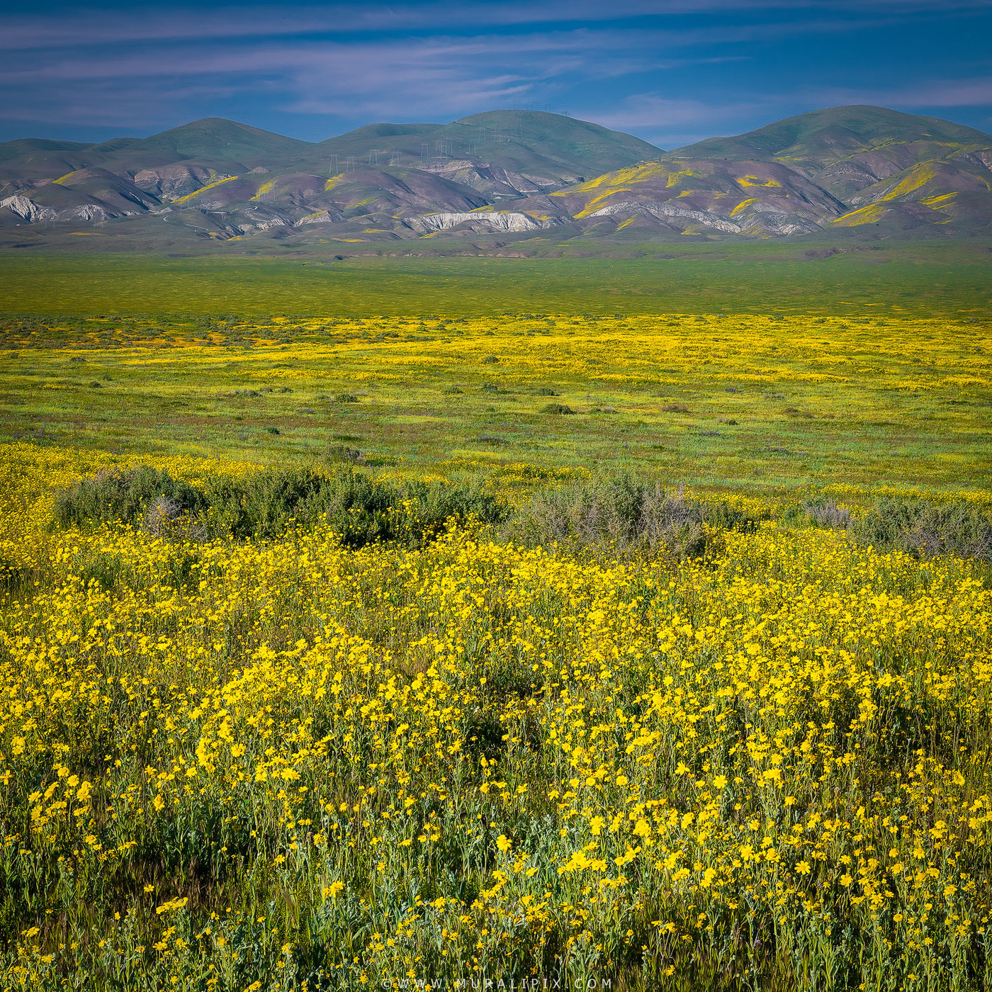 Carrizo Plain National Monument Wildflowers, USA