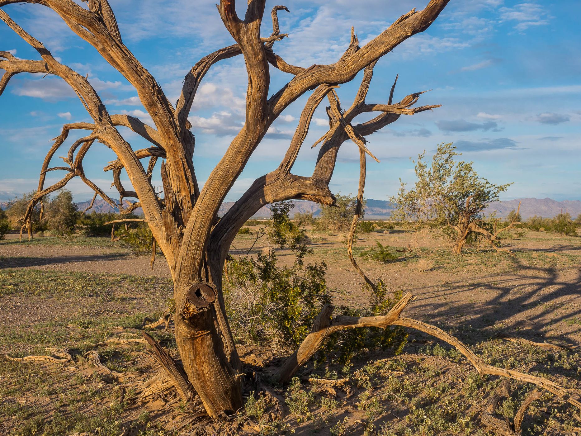Chuckwalla Valley, USA