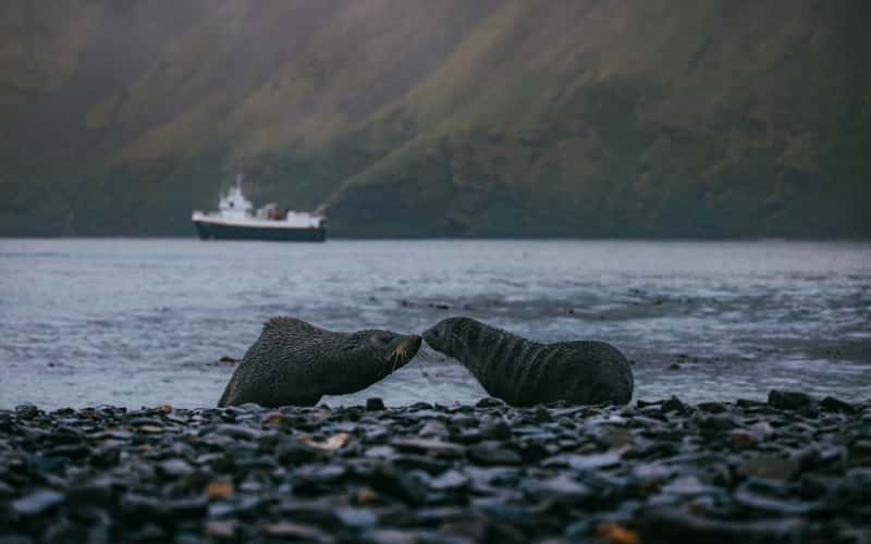 Cliffs near Stromsness, South Georgia