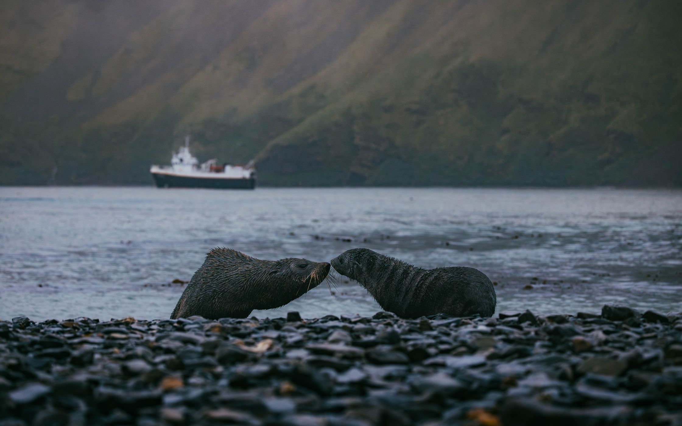 Cliffs near Stromsness, South Georgia, South Georgia and the South Sandwich Islands