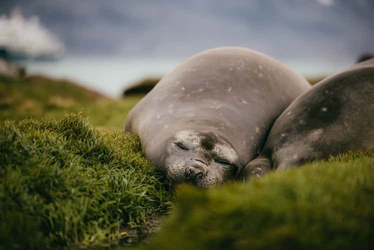 Elephant seals, Grytviken