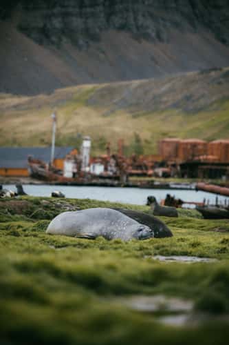 Elephant seals, Grytviken