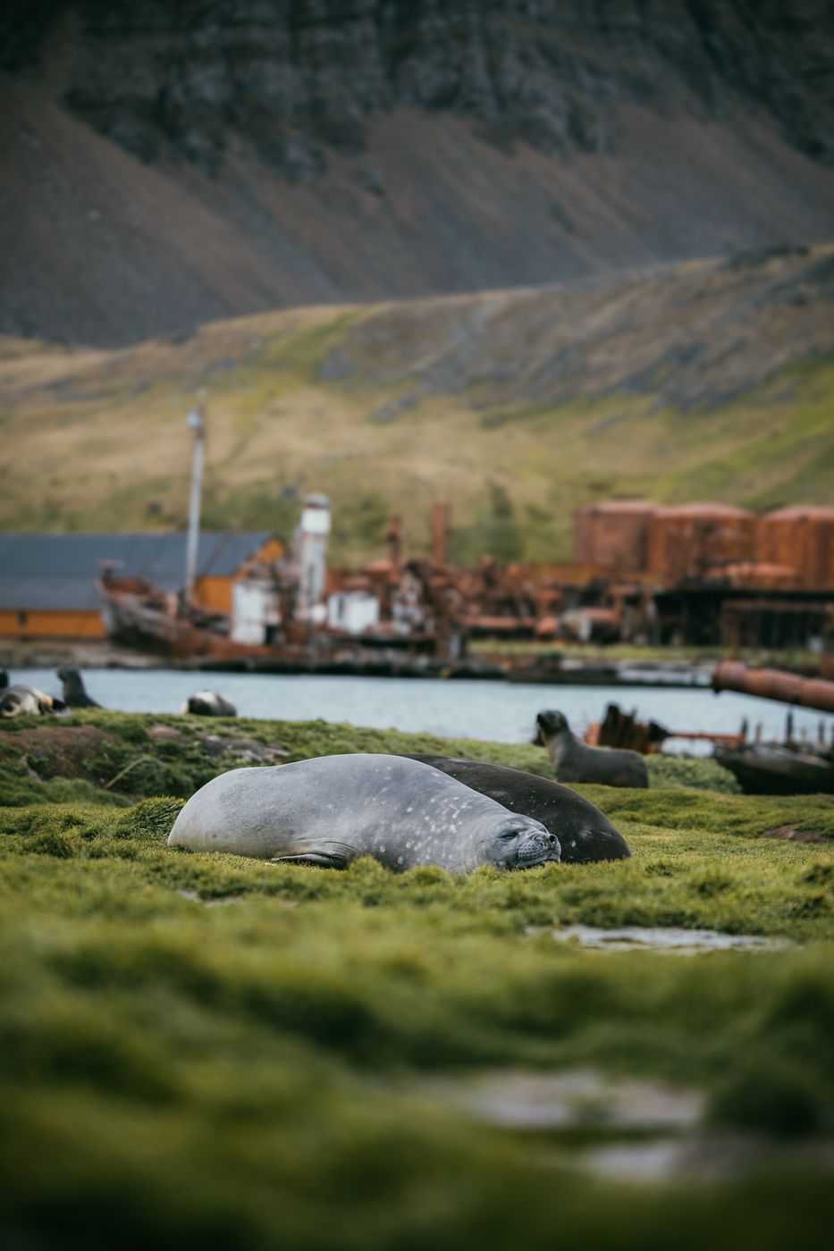 Elephant seals, Grytviken, South Georgia and the South Sandwich Islands