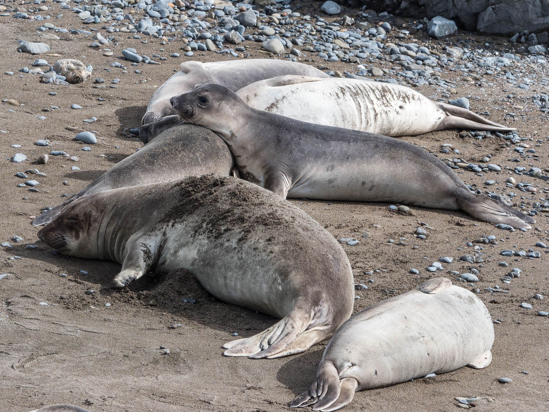 Elepohant Seal Vista Point, USA
