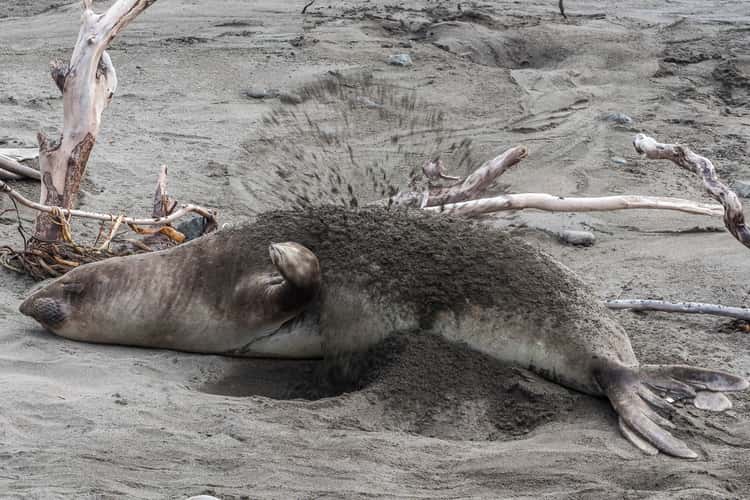 Elepohant Seal Vista Point
