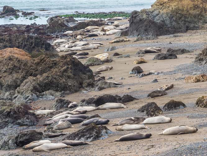 Elepohant Seal Vista Point