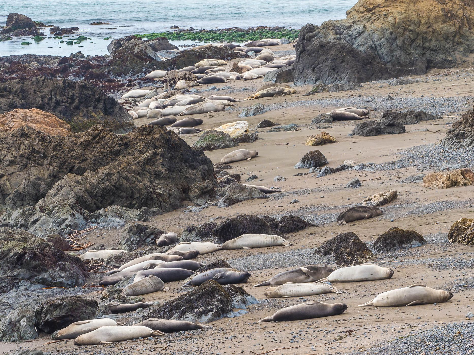 Elepohant Seal Vista Point, USA