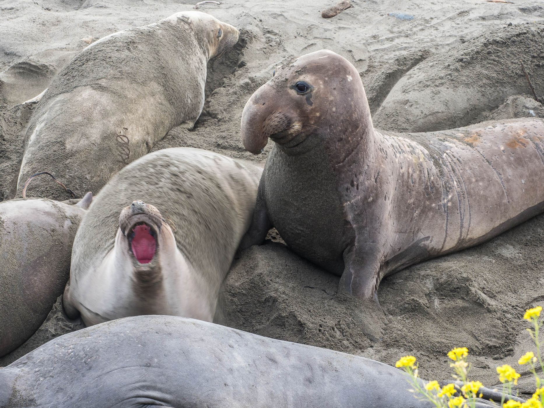 Elepohant Seal Vista Point, USA