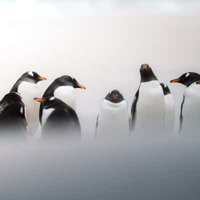 Gentoo Penguin Colony, Yorke Bay, Falkland Islands (Malvinas)