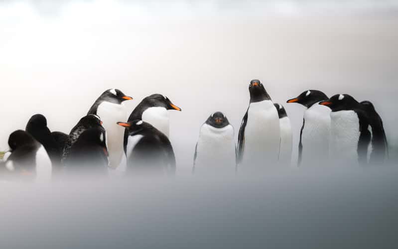Gentoo Penguin Colony, Yorke Bay