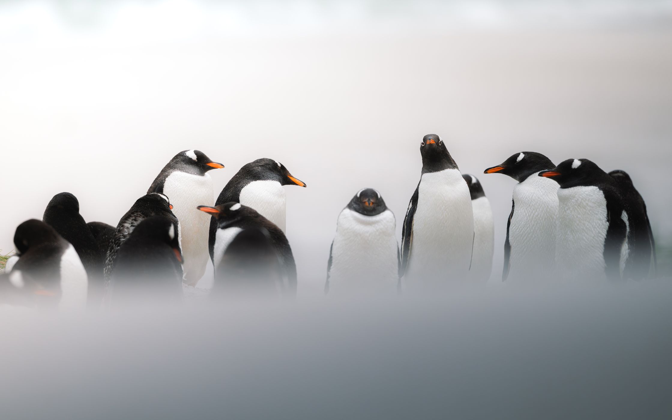 Gentoo Penguin Colony, Yorke Bay, Falkland Islands (Malvinas)