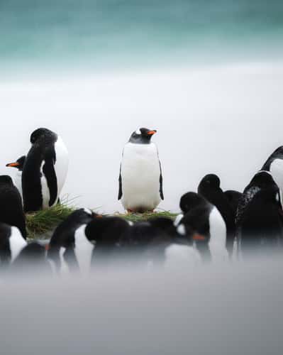 Gentoo Penguin Colony, Yorke Bay