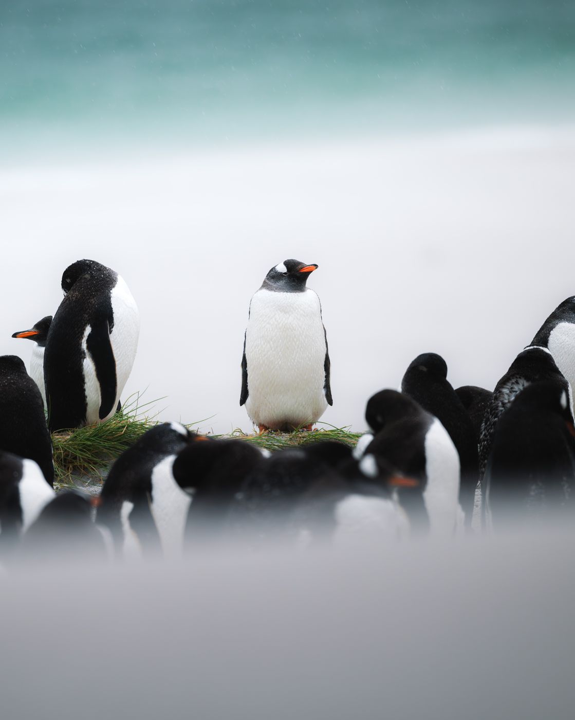 Gentoo Penguin Colony, Yorke Bay, Falkland Islands (Malvinas)