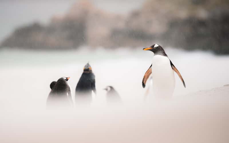 Gentoo Penguin Colony, Yorke Bay