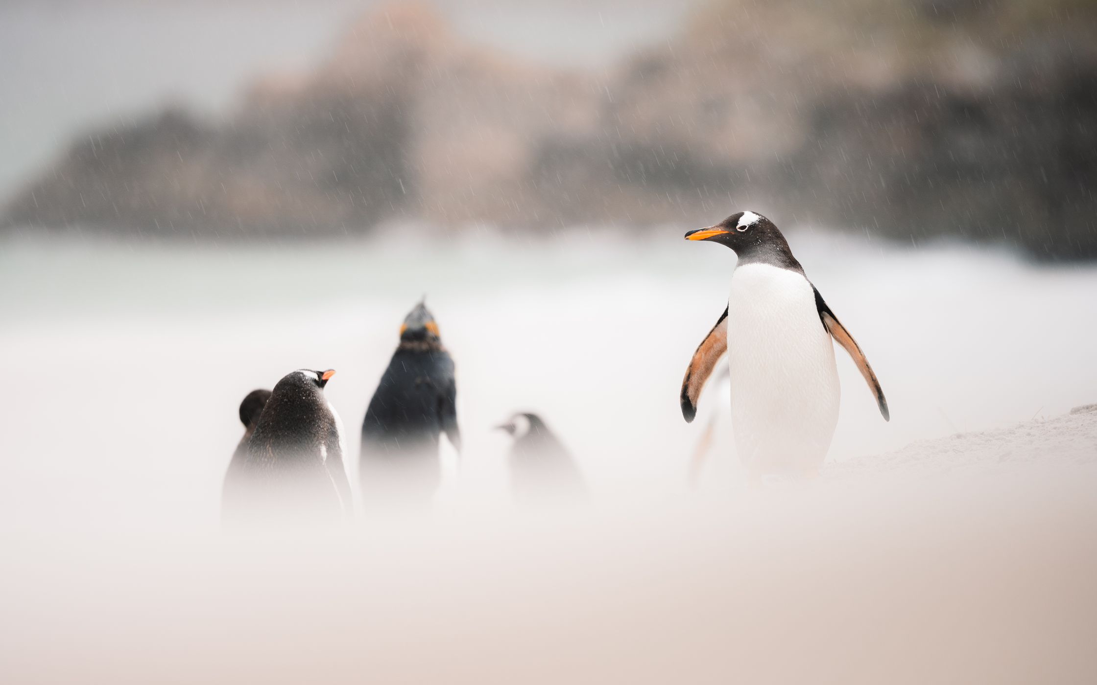 Gentoo Penguin Colony, Yorke Bay, Falkland Islands (Malvinas)