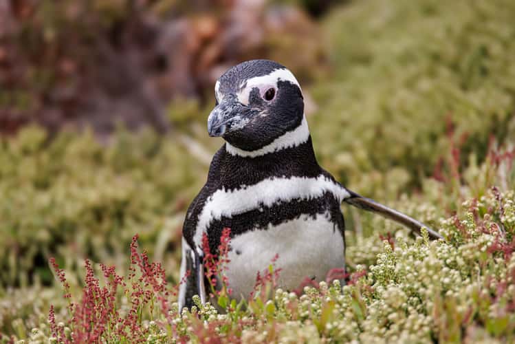 Gentoo Penguin Colony, Yorke Bay