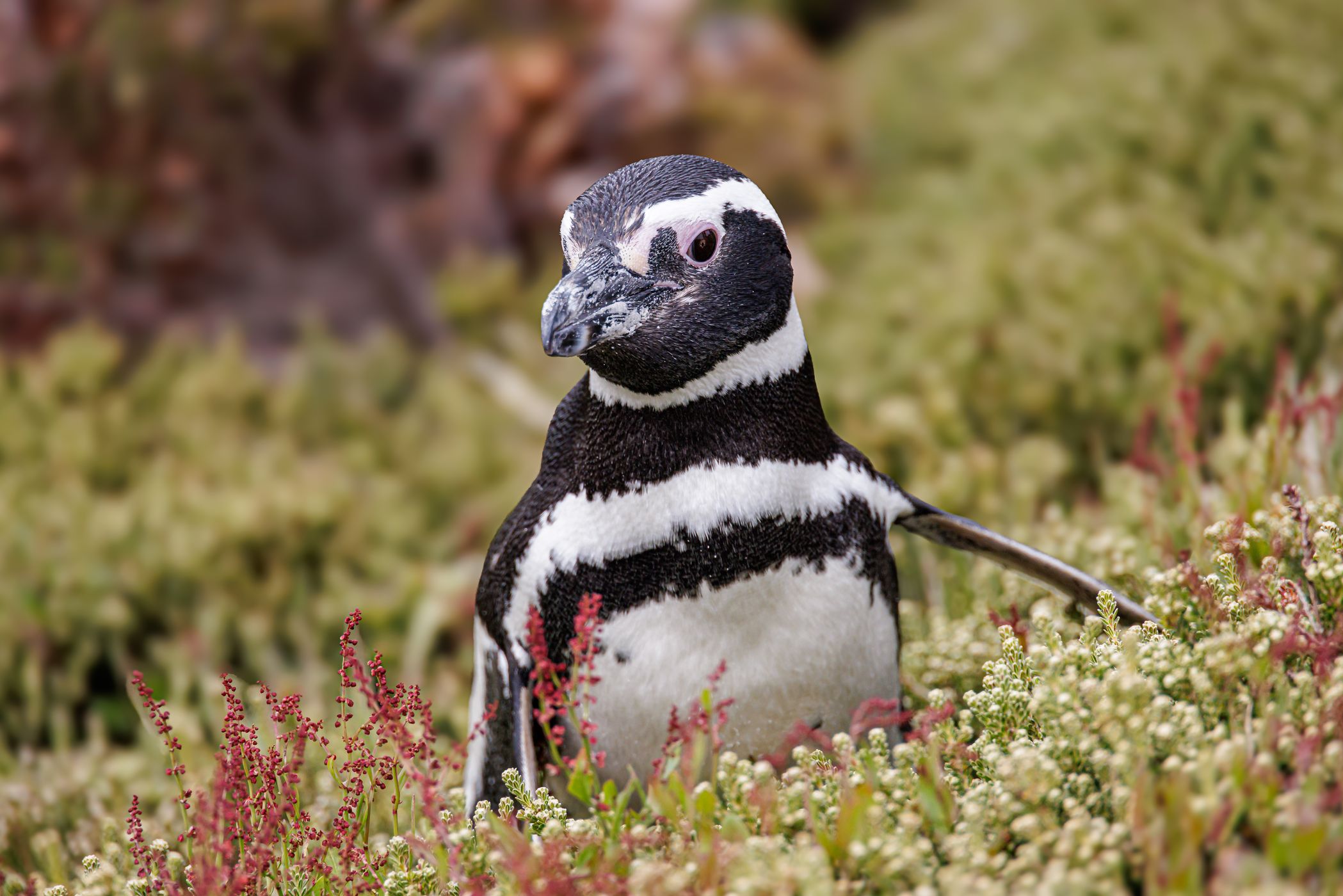 Gentoo Penguin Colony, Yorke Bay, Falkland Islands (Malvinas)